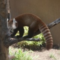 316-4972 San Diego Zoo - Red Panda